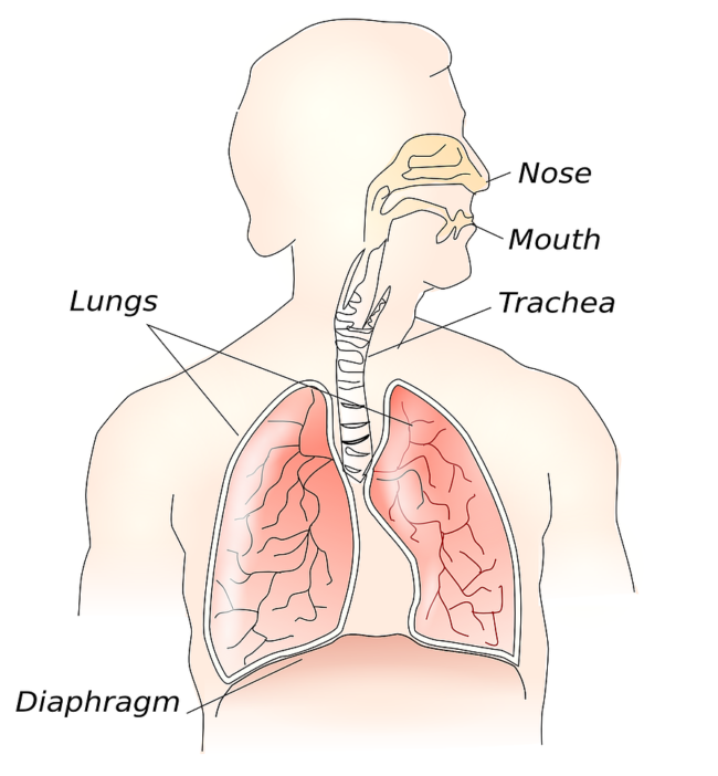 Slow breathing 1